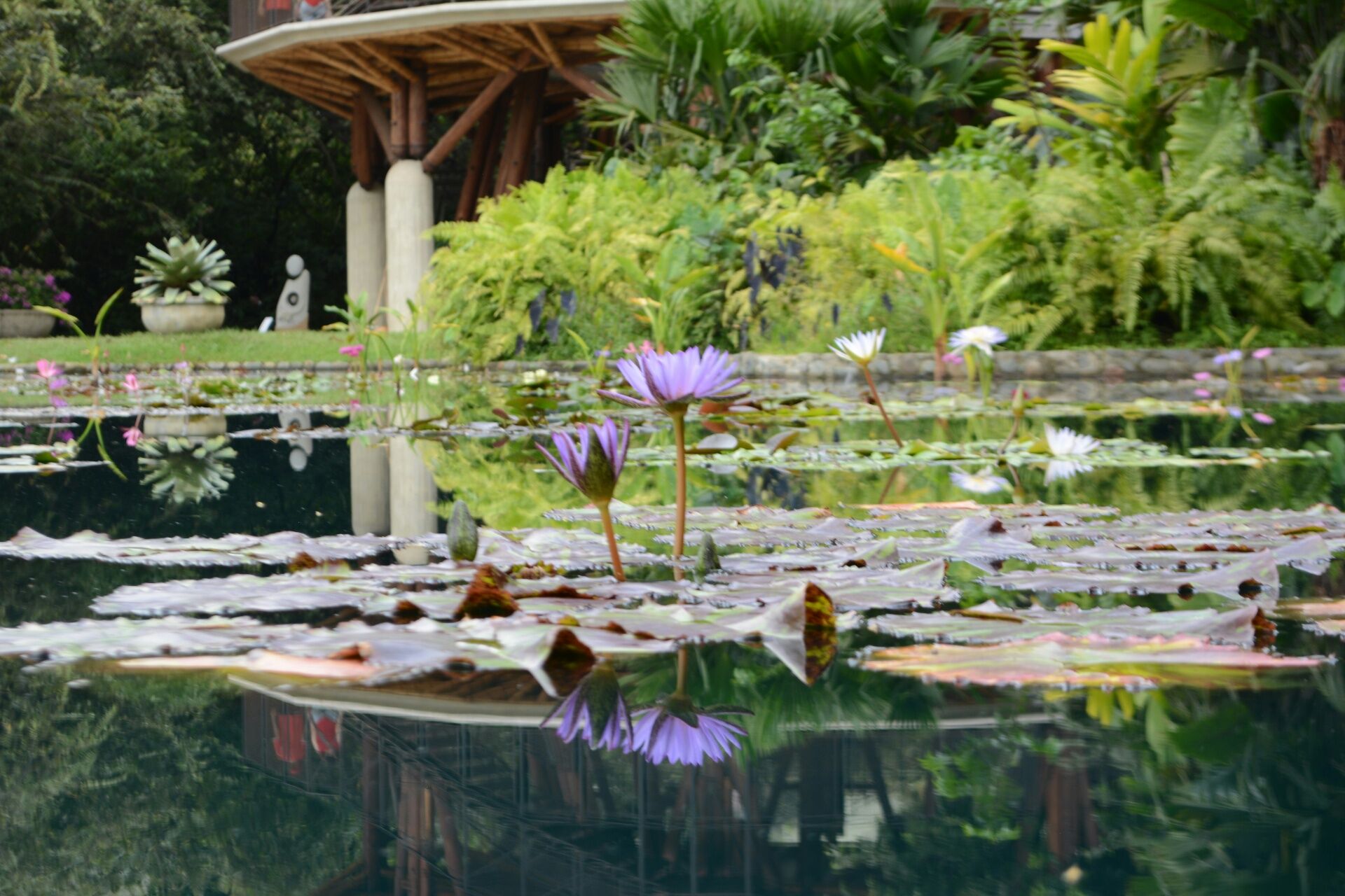 Tropical garden pond, Cali