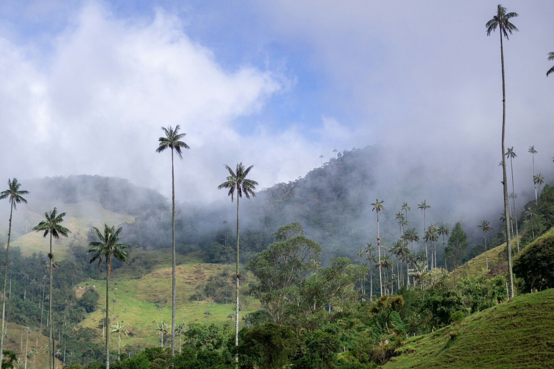 Wax palms of Valle del Cocora